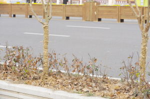 公路两旁花卉品种推荐