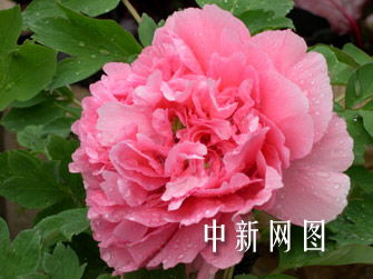 洛阳牡丹何时绽放？今年花期会否提前