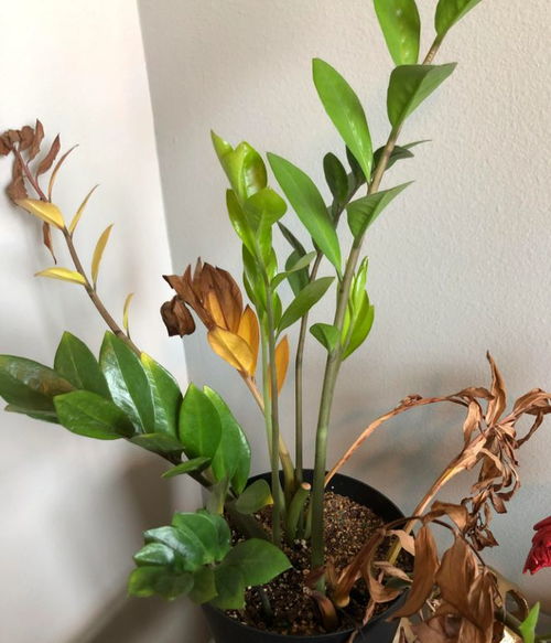 金钱树叶子枯萎，如何挽救