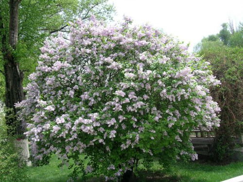 丁香树的繁殖方法