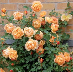 拉芬波特月季的香味和花期揭秘