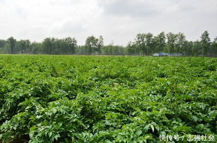 香荚兰：殿堂级的地位