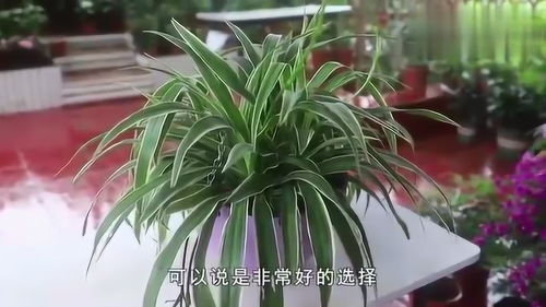吊兰黄叶，如何有效解决