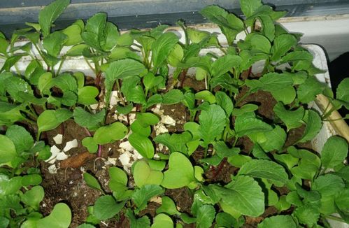 植物营养土怎么做？如何自制营养丰富的土壤