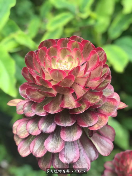 花序：集体行动的智慧