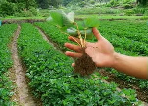 种植技术， 细节决定成败