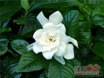 栀子花的宜昌味道