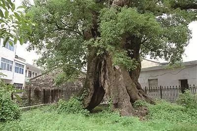 三、 网友经验谈