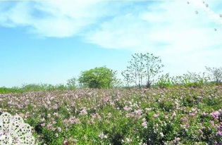 紫丁香的价格与种植季节大揭秘