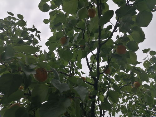 风杏子开花后来啊的秘密大揭秘