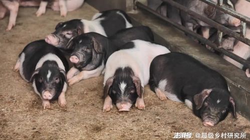 “猪饲料、猪舍、猪仔”→“优质饲料、舒适猪舍、健康猪苗”