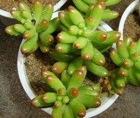 香菜：柔弱外表下隐藏耐寒耐旱