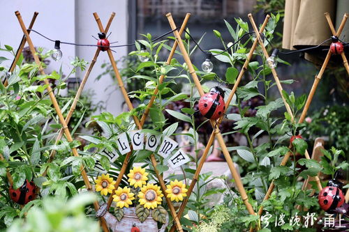 耐寒花卉的明星品种