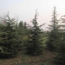 雪松价格报价行情，南京雪松价格报价查堪