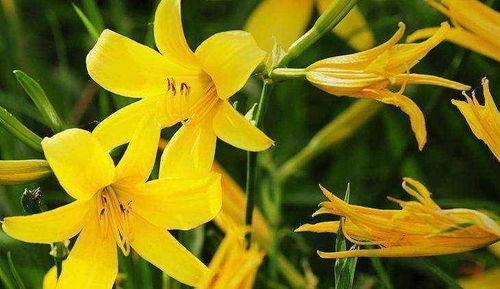 当归花卉：调经补血，养颜美容，花卉养护指南