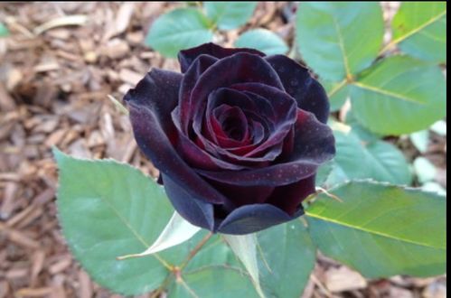 黑珍珠月季：神秘的红宝石