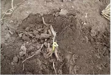 哪些作物不Neng用乙草胺？