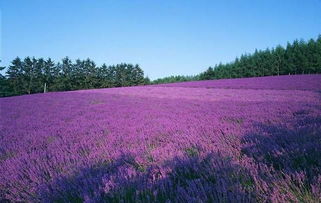 悉心照顾，基本不用