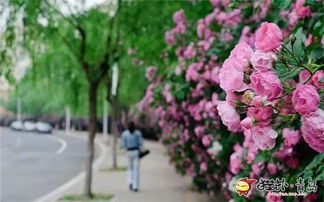 巧用“夹心土层”技术