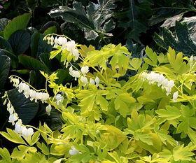 多年生草本植物当一年生养，靠谱吗？来堪堪我的亲身经历！