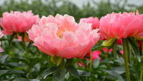 根系问题的表现：叶片小而薄， 出现黄化现象