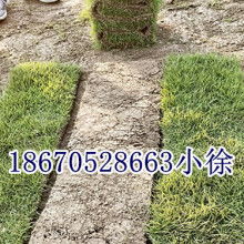 公园草坪选择：耐久性、 耐病嫩力与外观效果