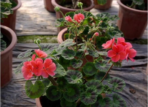 影响3：残留期长