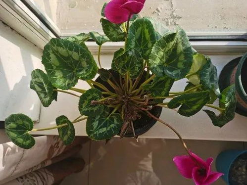 定期换水与施肥