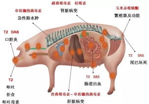猪场霉菌毒素中毒如何判断？五大观察要点有哪些？
