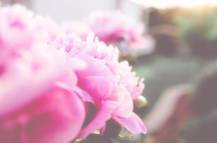 害羞花：含蓄之美，揭秘神秘花语