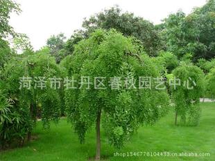 先来认识一下国槐苗