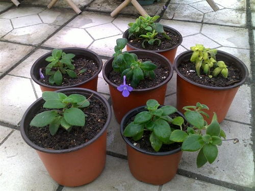 浇水不当， 茉莉花蔫了用红外测温枪一测，花盆表面71℃