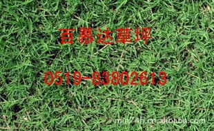 中华结缕草与马尼拉草：一场惯与绿色的对话