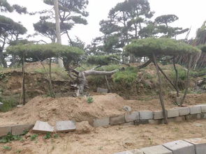 造型松网站， 带你领略松树之美