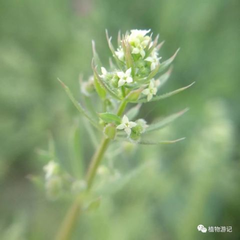 请问现在油菜田中如何有效防止猪殃殃生长，避免使用除猪殃殃的除草剂？