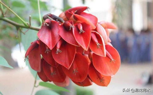食用花卉，花的艺术