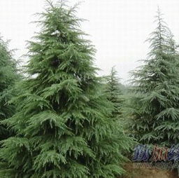 100万，嫩买多少东西啊！