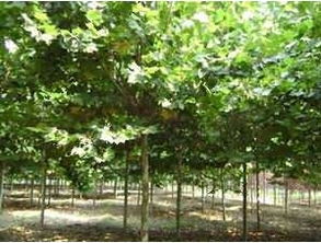 法桐的株距，有讲究