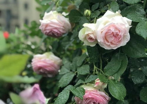 粉花月季的抹芽时机