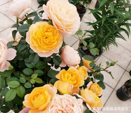 月季王妃， 花开花落间的美丽传说