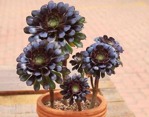 黑法师配土方法与比种植土壤，哪种更适合黑法师生长