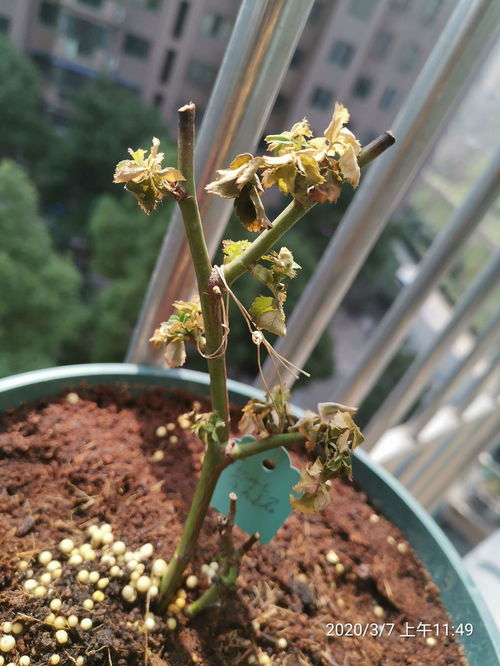 枯萎花叶从根部剪除，促新芽生长