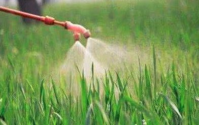 2,4-滴二甲胺盐， 除草高手