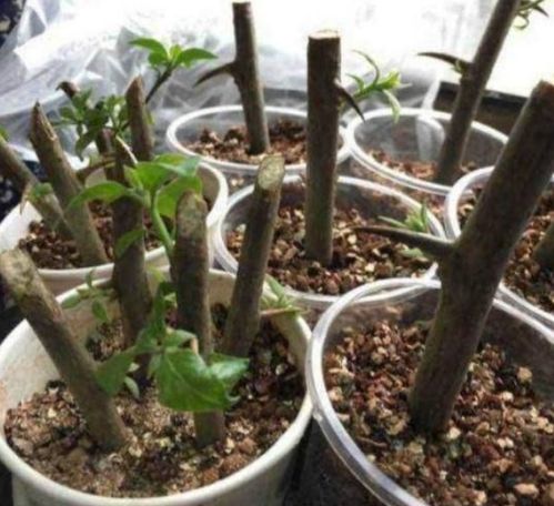 剪枝小技巧，生根有门道