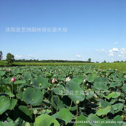 东北水生花卉种类多