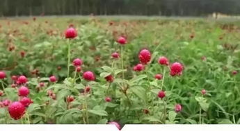 藤花卉的多样性和应用