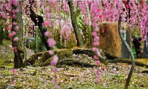 春风中，柔荑花序低垂，这诗意盎然的景象，难道不是大自然赋予我们的温柔诗篇吗？