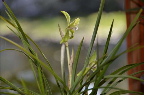 种草不易， 且种且珍惜