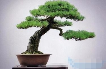 摘芽的正确方法