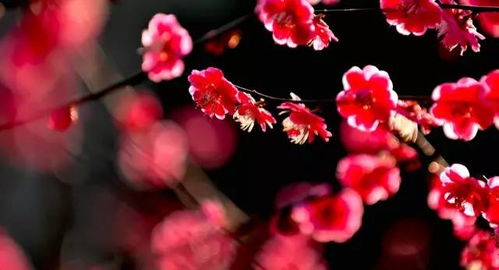 花草树木， 大自然的诗篇